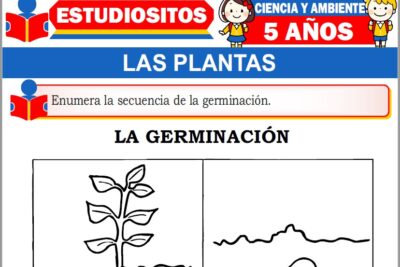 Ejercicios de Las Plantas para Niños de Cinco Años