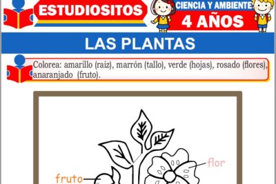 Ejercicios de Las Plantas para Niños de Cuatro Años