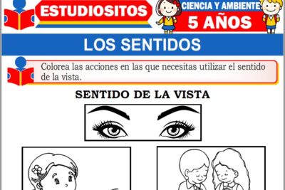 Ejercicios de Los Sentidos para Niños de Cinco Años