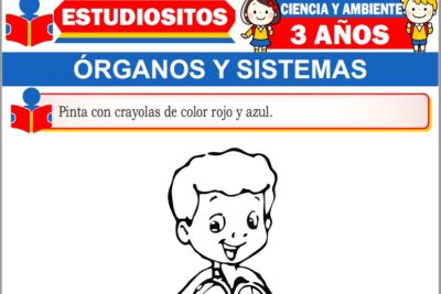 Ejercicios de Órganos y Sistemas para Niños de Tres Años