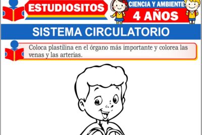 Ejercicios del Sistema Circulatorio para Niños de Cuatro Años