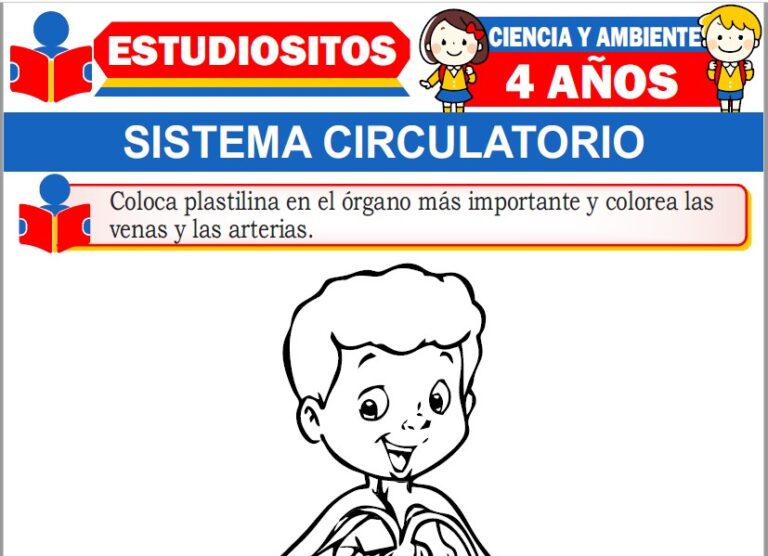 Sistema Circulatorio para Niños de Cuatro años » (Fichas GRATIS) 📚