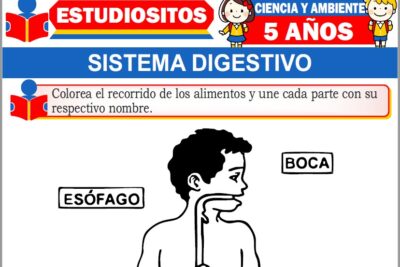 Ejercicios de Sistema Digestivo para Niños de Cinco Años