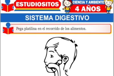 Ejercicios del Sistema Digestivo para Niños de Cuatro Años