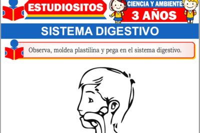 Ejercicios de Sistema Digestivo para Niños de Tres Años