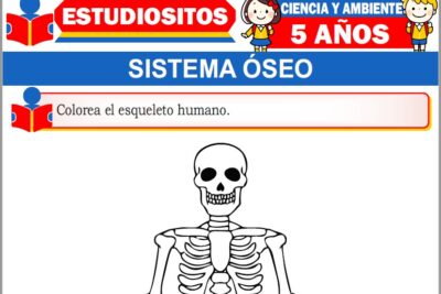 Ejercicios de Sistema Óseo para Niños de Cinco Años