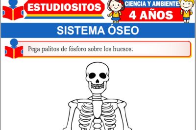 Ejercicios del Sistema Óseo para Niños de Cuatro Años