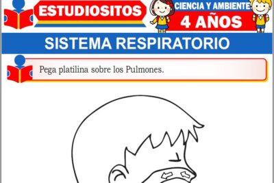 Ejercicios del Sistema Respiratorio para Niños de Cuatro Años